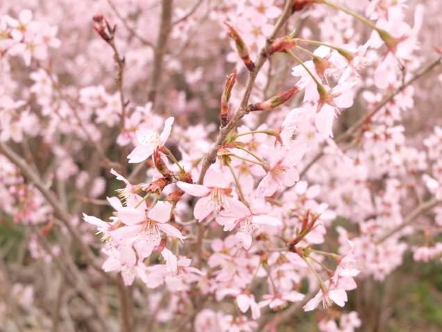 花見山公園