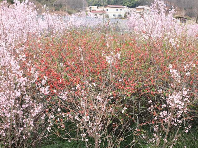 花見山公園