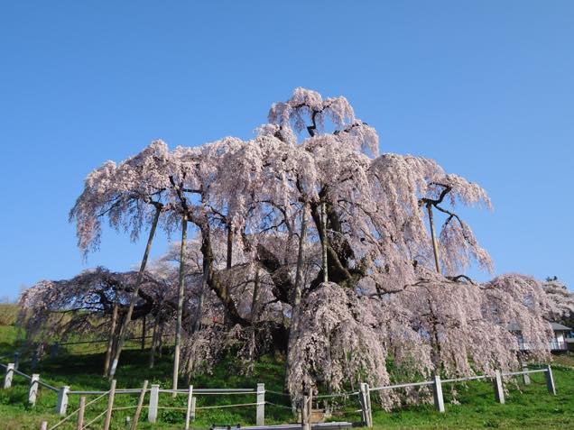 満開の滝桜