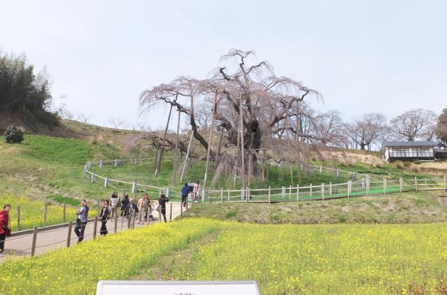 三春滝桜