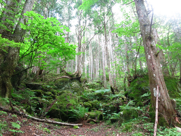 横谷峡の森