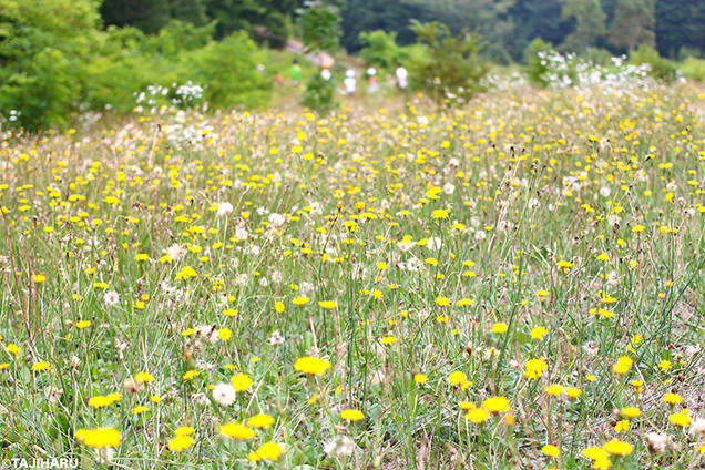 函館大沼プリンスホテル　お花畑