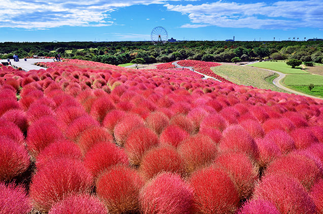 国営ひたち海浜公園　コキア 紅葉