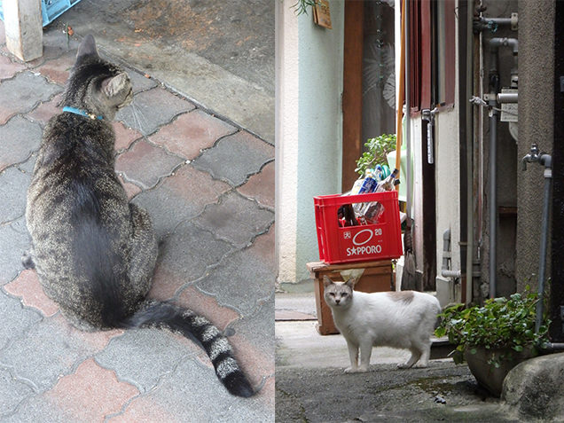 熱海　猫