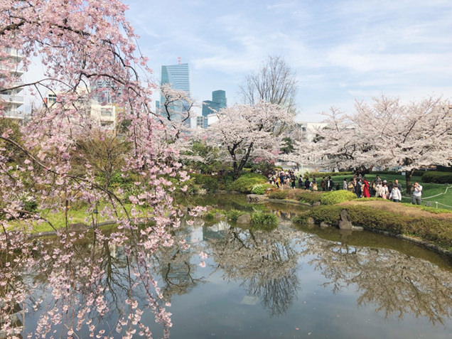 毛利庭園の桜