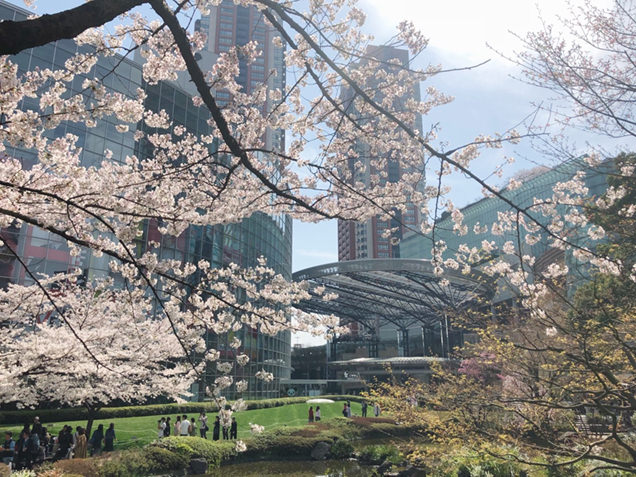 毛利庭園の桜と六本木ヒルズ