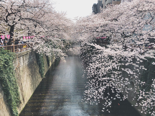 目黒川　桜
