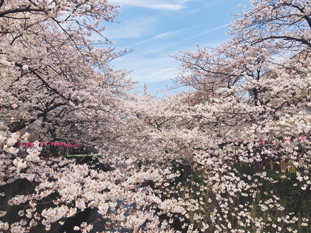 目黒川　桜