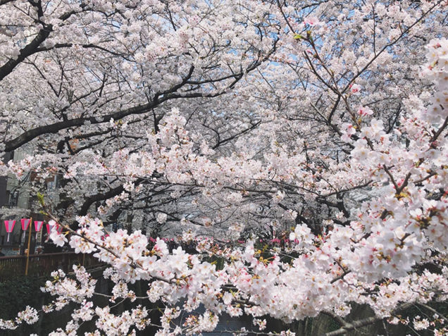 目黒川　桜