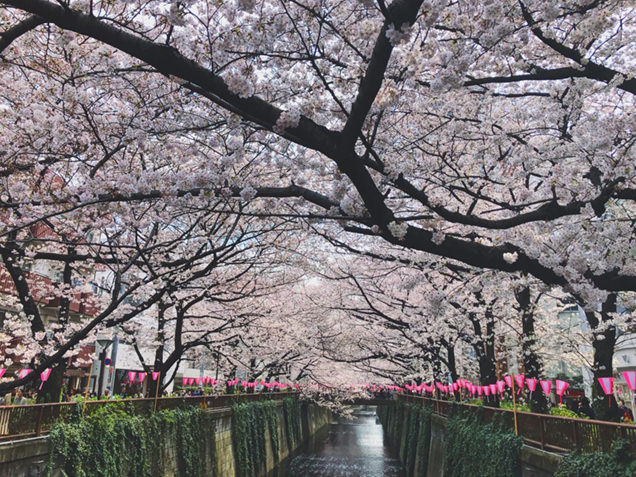 目黒川　桜