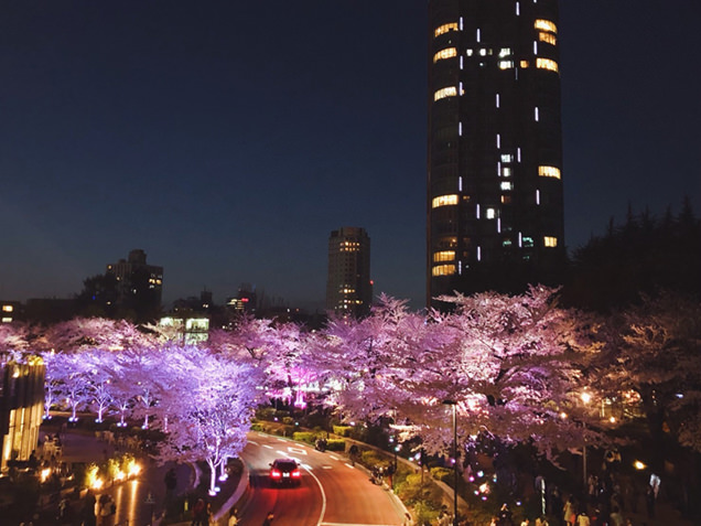 ミッドタウン・ガーデン　さくら通り　ライトアップされた桜