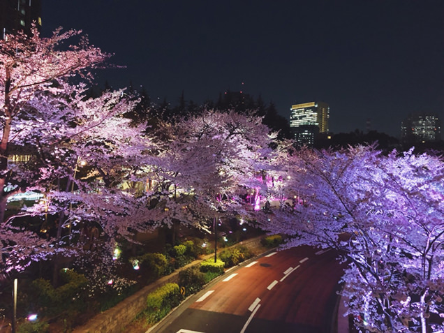 ミッドタウン・ガーデン　さくら通り　ライトアップされた桜