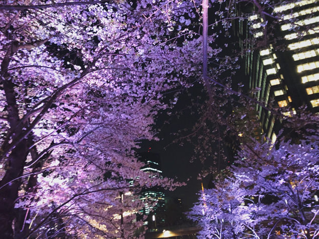 ミッドタウン・ガーデン　さくら通り　ライトアップされた桜