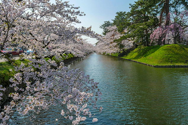 弘前公園　追手門口の外濠の桜