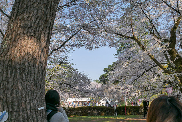 弘前公園　南内門周辺　ハート形の桜