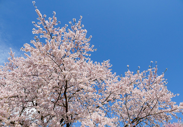 弘前公園　桜