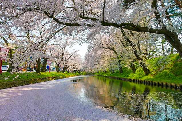 弘前公園　東門付近の花筏
