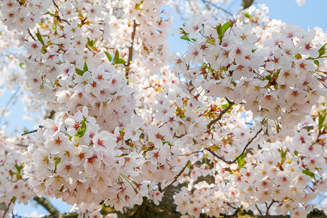 弘前公園　桜のアップ