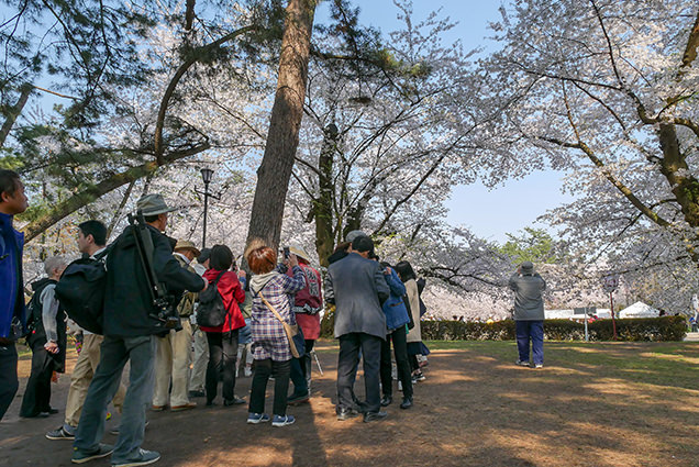 弘前公園　桜