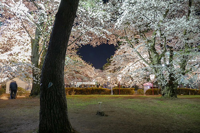 弘前公園　ハート形の夜桜