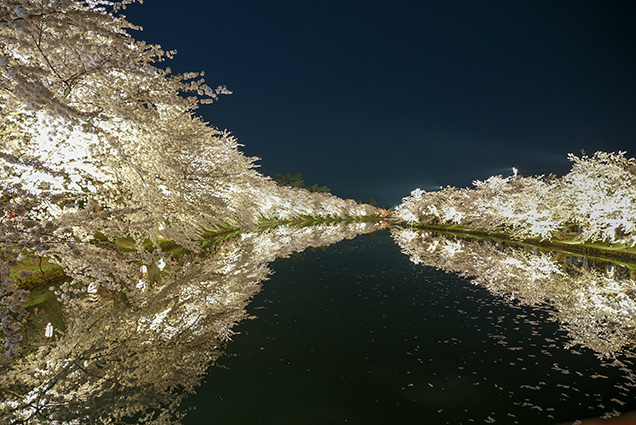 弘前公園　春陽橋からの夜桜