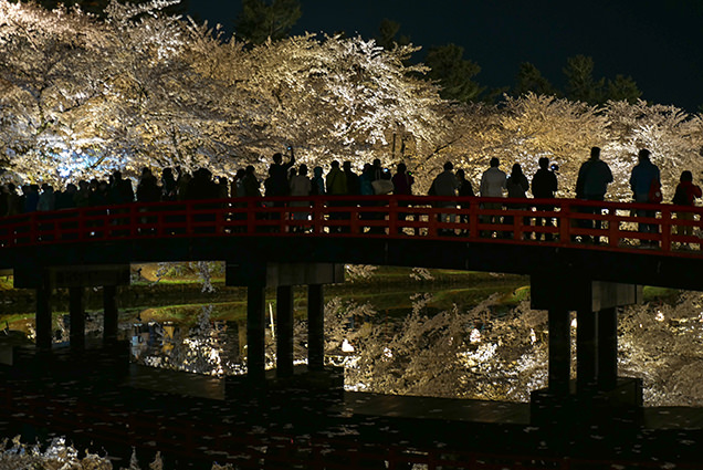 弘前公園　春陽橋からの夜桜と観光客