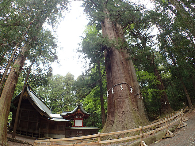 河口浅間神社　ご神木「七本杉」