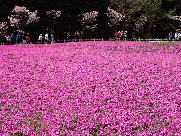 富士芝桜まつり　ピンクの芝桜と桜の木