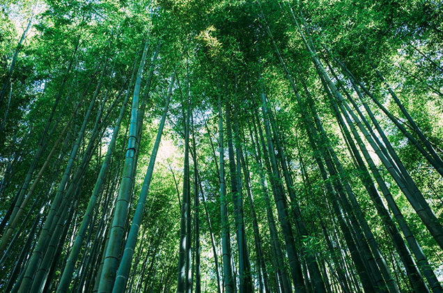 報国寺　竹林