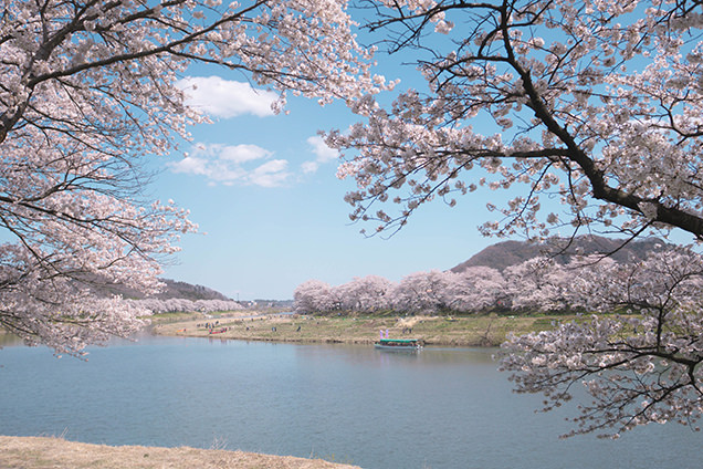 白石川の屋形船