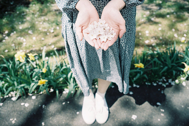 散った桜の花