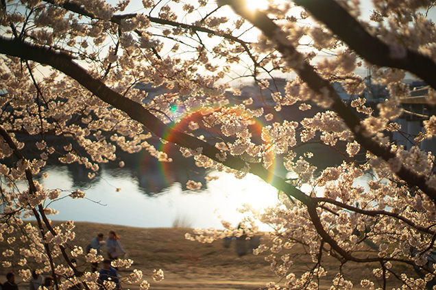 夕方の桜