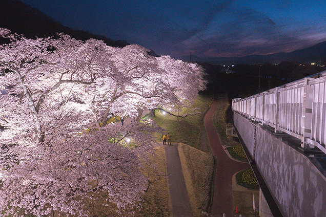 桜のライトアップ