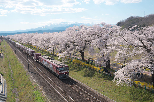 桜並木と列車と蔵王連峰