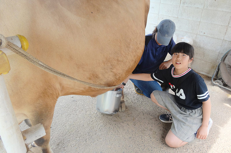 牛の乳搾り体験