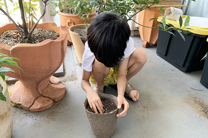 フウセンカズラを植える