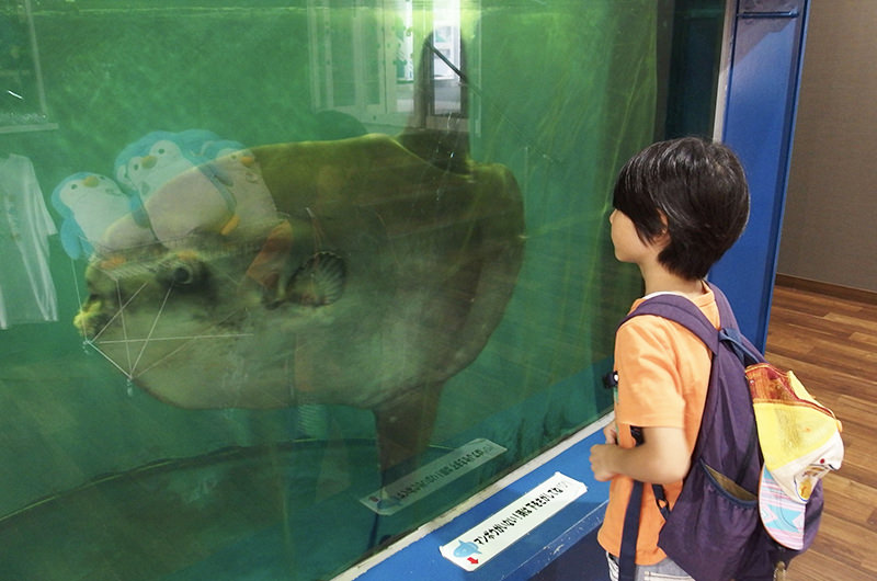 マンボウ