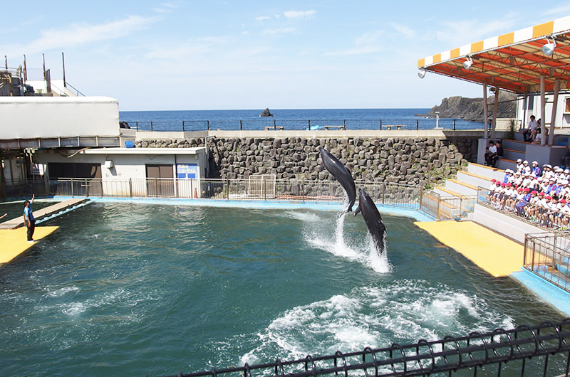 バンドウイルカのショー