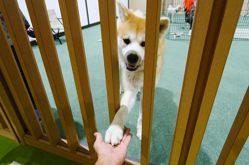 運が良いと触れ合えます！