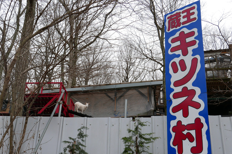 宮城蔵王キツネ村