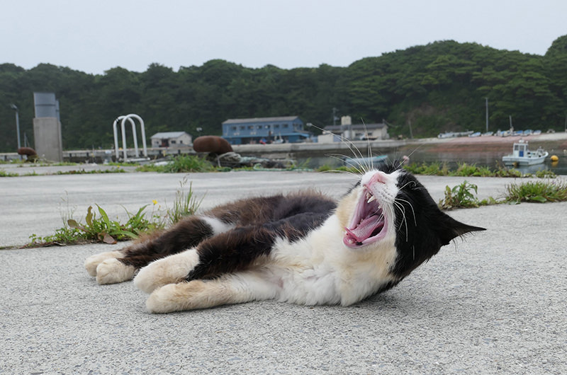 島の猫