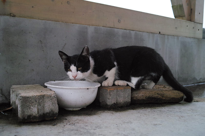 島の猫