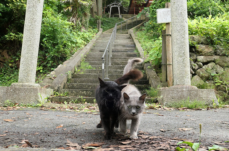 稲荷大明神にいた猫二匹