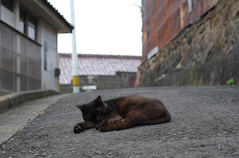 島の猫