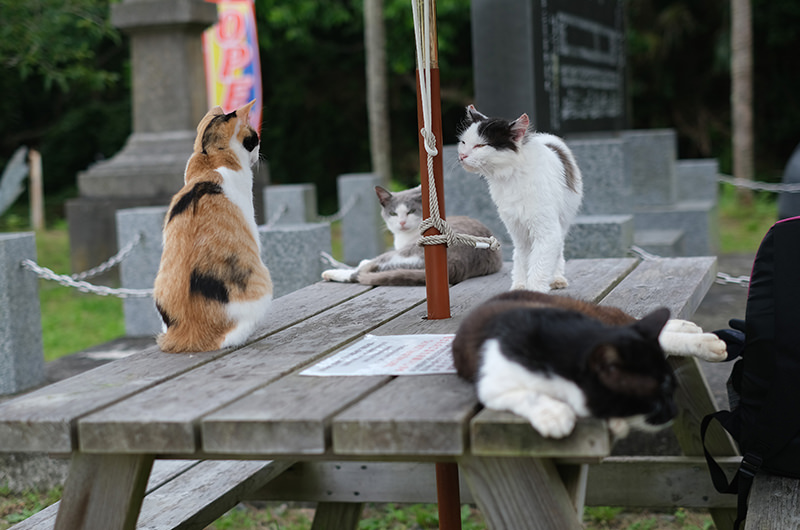 島のえきにいた猫