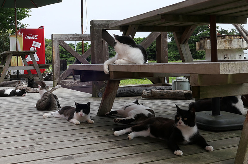 島のえきにいた猫