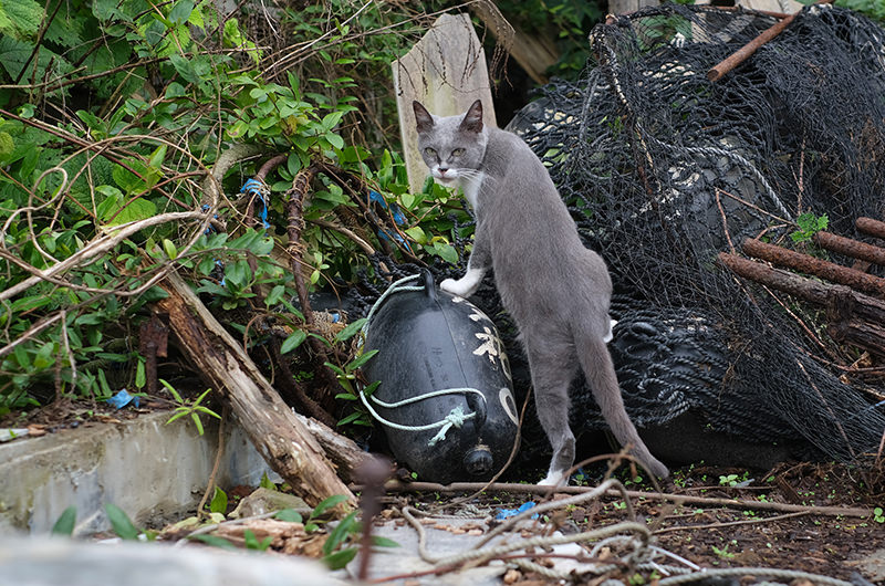 島の猫