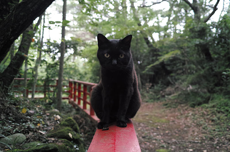 猫神社にいた猫