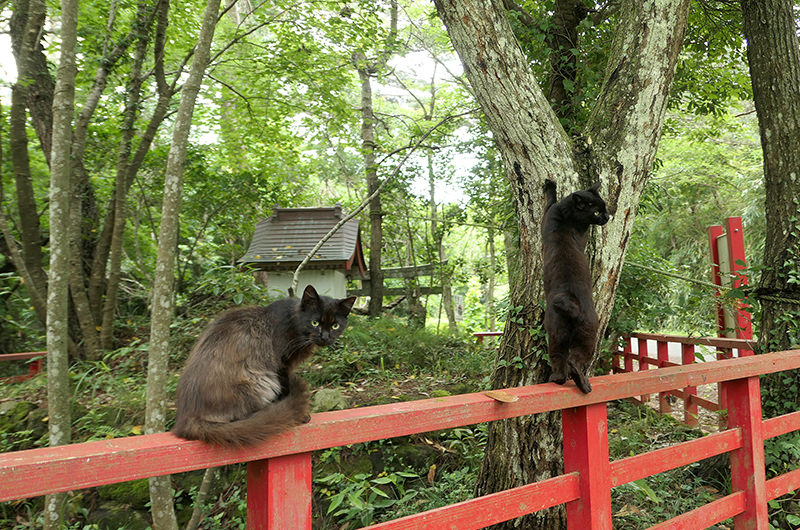 猫神社にいた猫二匹