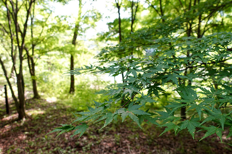 奥四万湖の湖畔の紅葉